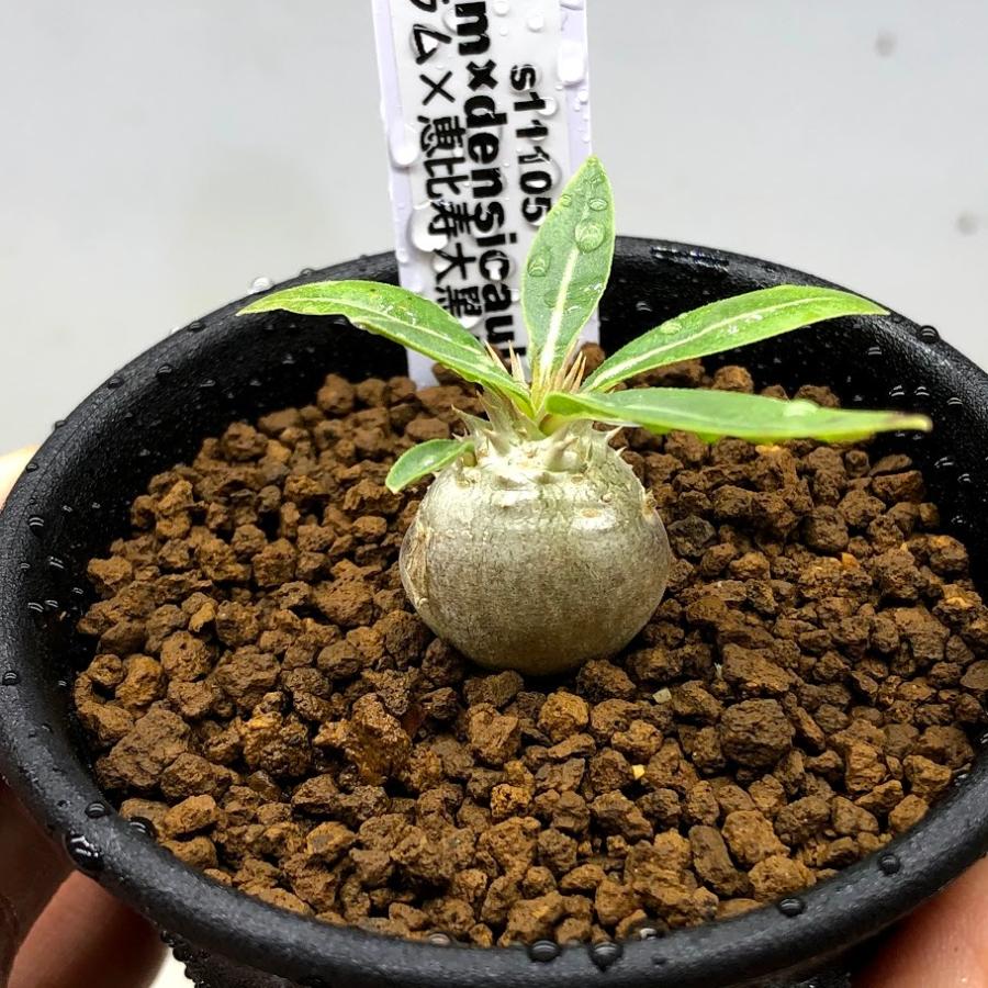 パキポディウム　デンシフローラム　黒肌タイプ★塊根植物★コーデックス★鉢ごと パキポディウム デンシフローラム 黒肌タイプ☆塊根植物☆コーデックス
