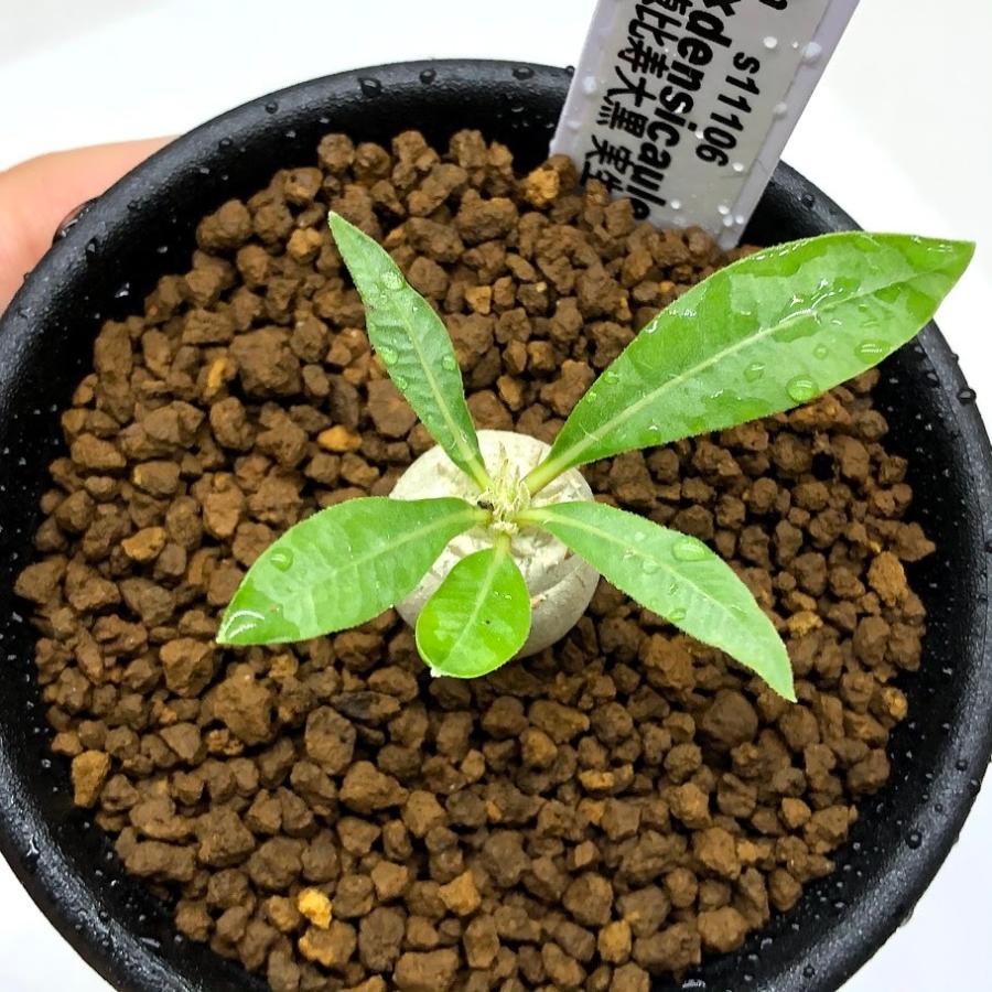 8/2 パキポディウム 恵比寿大黒 × エブレネウム 140粒 種子 自家採取 楽天市場】コーデックス：パキポディウム エブレネウム×恵比寿