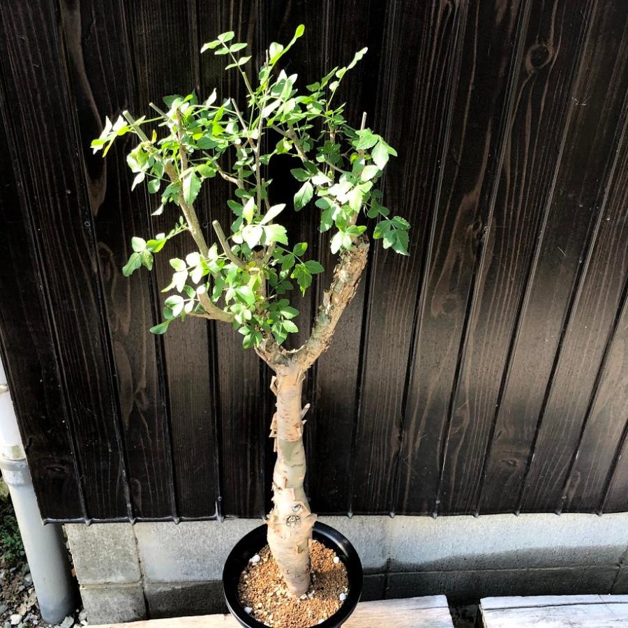 コーデックス:ブルセラ ファガロイデス*葉幅26cm 現品!一品 コーデックス:ブルセラ ファガロイデス*葉幅26cm 現品!一品