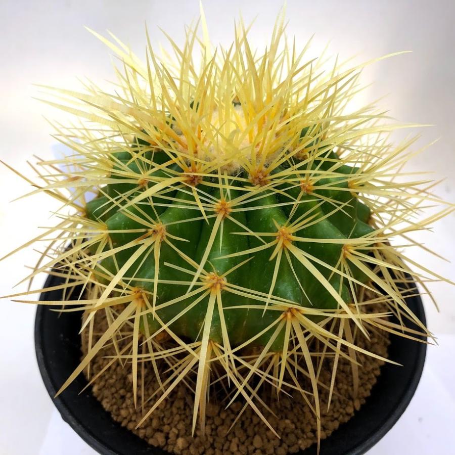 サボテン：エキノカクタス 長刺金鯱*幅9cm 現品！一品限り : 遊恵盆栽