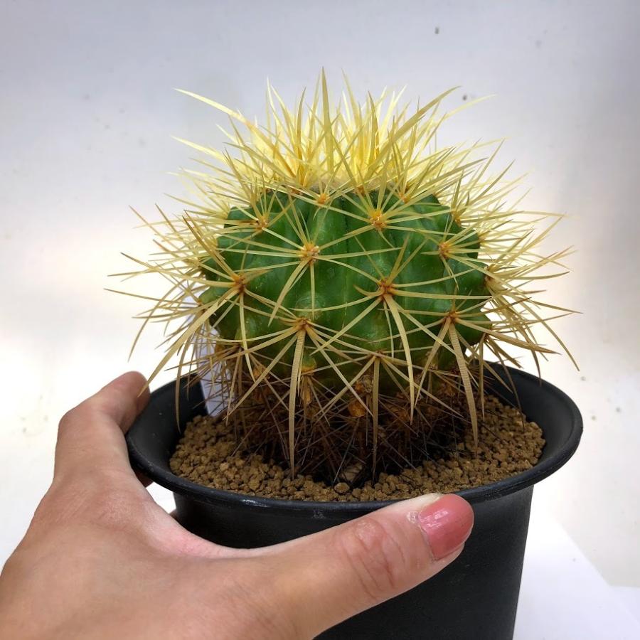 サボテン：エキノカクタス 長刺金鯱*幅9cm 現品！一品限り : 遊恵盆栽