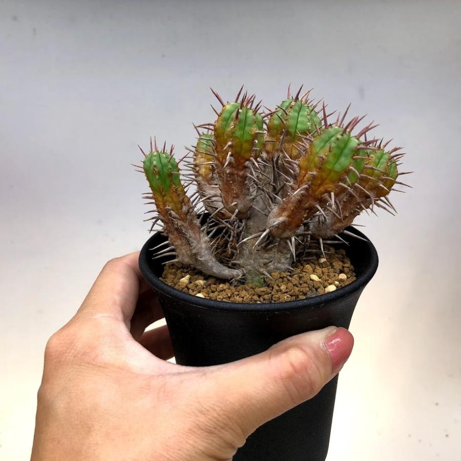 多肉植物 ユーフォルビア フェロックス 勇猛閣 全幅11ｃｍ 現品 一品限り S111v 遊恵盆栽 Yahoo 店 通販 Yahoo ショッピング