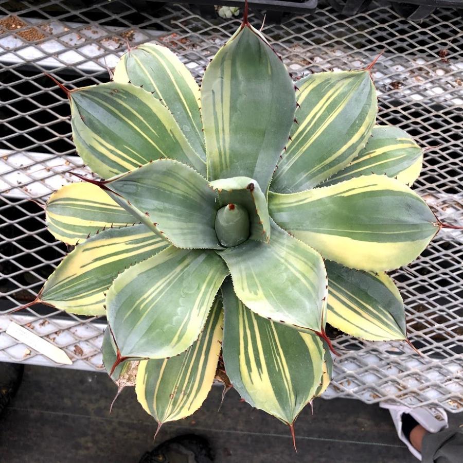 多肉植物:アガベ パリー トランカータ ライムストリーク*幅 多肉植物:アガベ パリー トランカータ ライムストリーク*幅