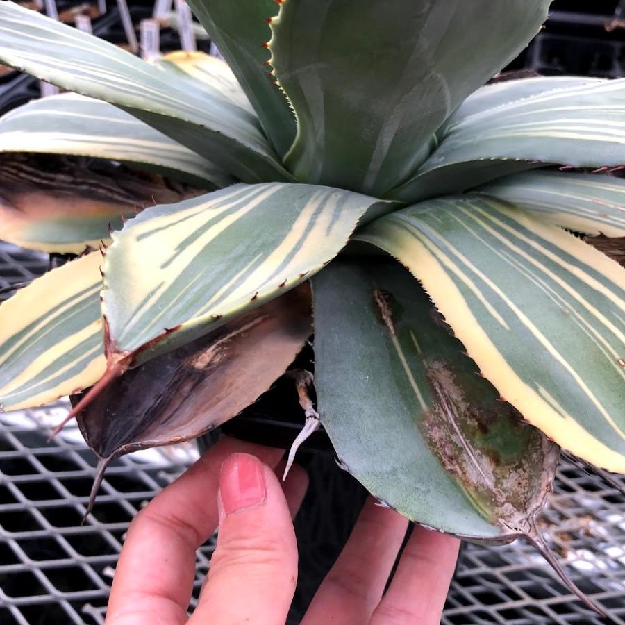 多肉植物:アガベ パリー トランカータ ライムストリーク*幅 多肉植物:アガベ パリー トランカータ ライムストリーク*幅