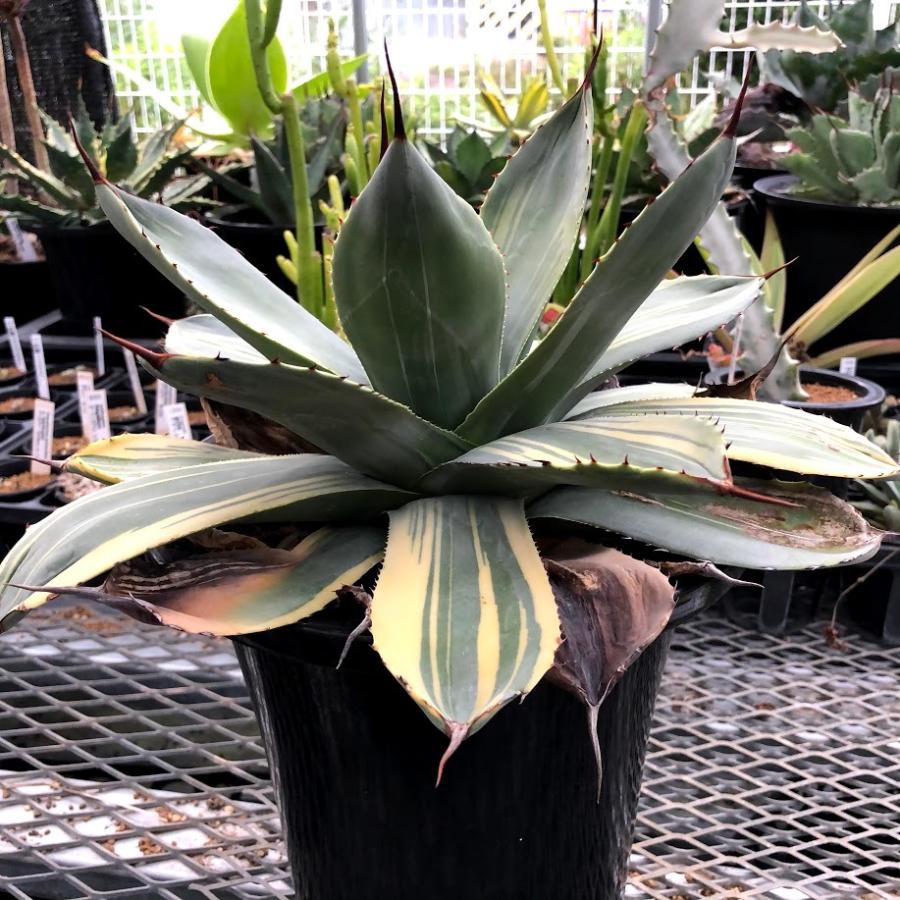 多肉植物:アガベ パリー トランカータ ライムストリーク*幅 多肉植物:アガベ パリー トランカータ ライムストリーク*幅