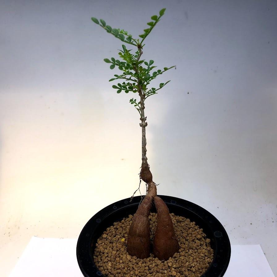 コーデックス：オペルクリカリア パキプス 実生*葉幅6cm 現品！一品