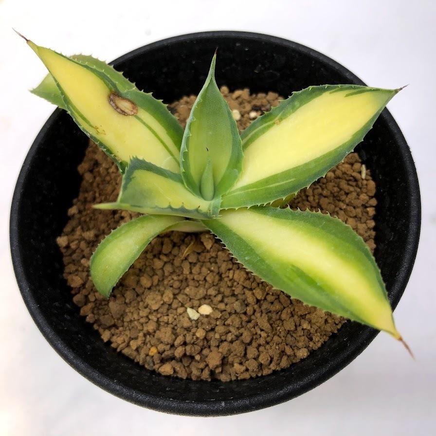 多肉植物 アガベ ラムランナー 幅10ｃｍ 現品 一品限り 葉に茶色い部分あり Sv 遊恵盆栽 Yahoo 店 通販 Yahoo ショッピング