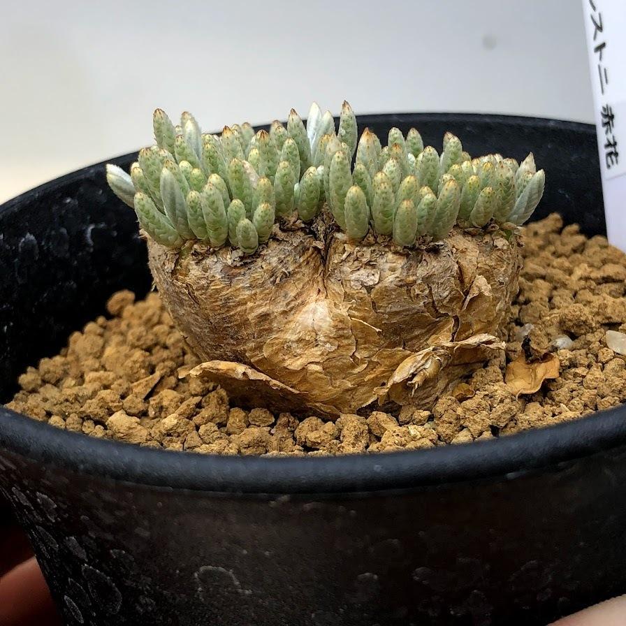 コーデックス:アボニア アルストニー 赤花*幅4.5cm 現品 コーデックス:アボニア アルストニー 赤花*幅4.5cm 現品
