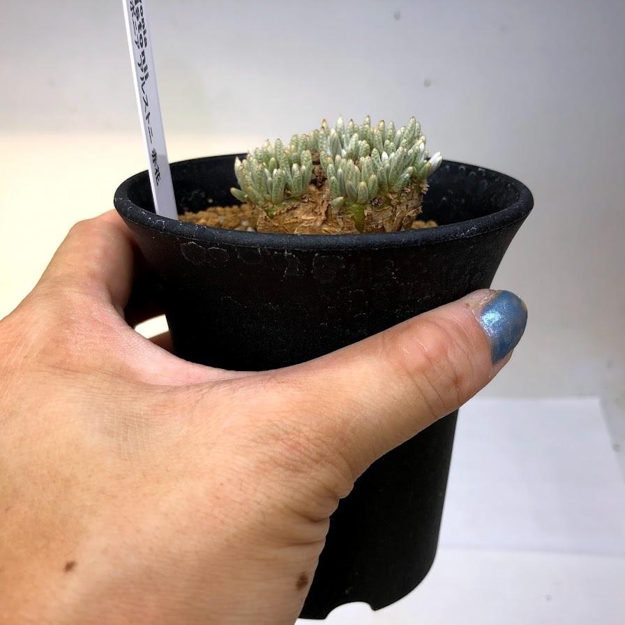 コーデックス：アボニア アルストニー 赤花*幅4.5cm 現品！一品限り