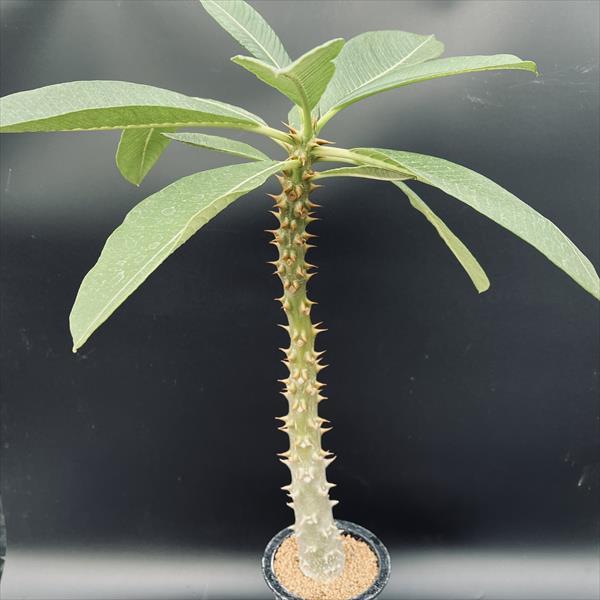 ☆特価☆コーデックス：パキポディウム バロニー 実生 L*塊根幅5cm