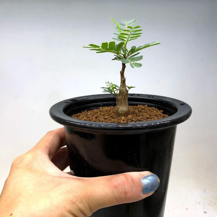 コーデックス センナ メリディオナリス 実生 葉幅6ｃｍ 現品 一品限り Sv 遊恵盆栽 Yahoo 店 通販 Yahoo ショッピング