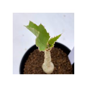 コーデックス：キフォステンマ ユッタエ 葡萄亀 実生*S 塊幅2.5cm