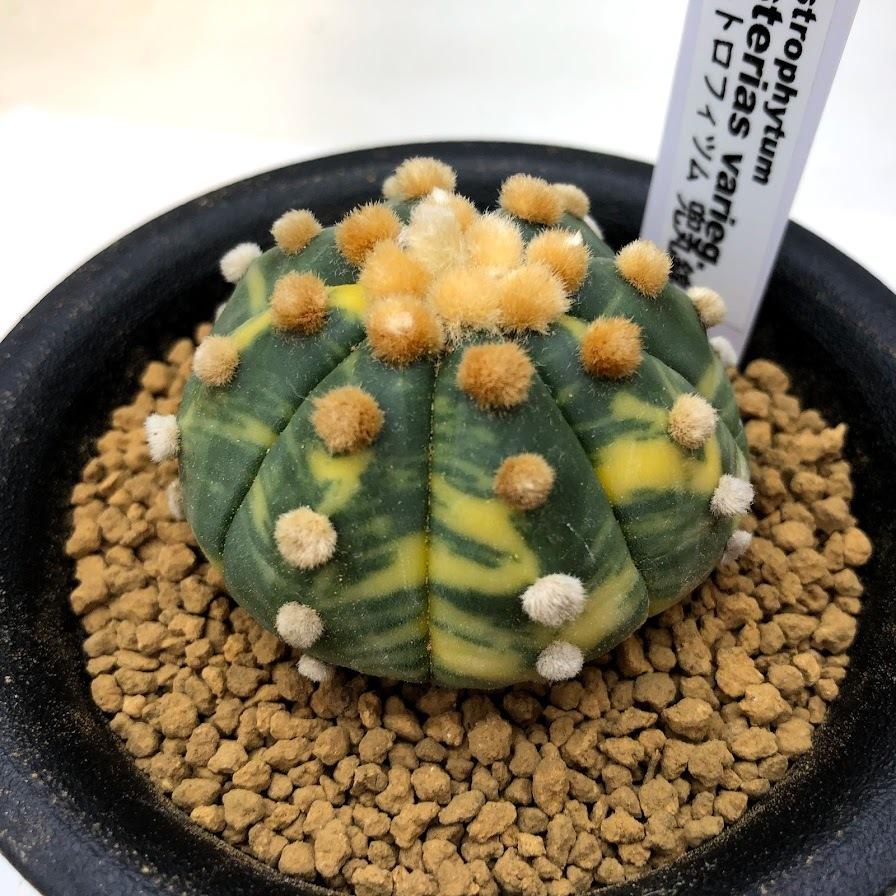 即日発送 Astrophytum 現品 一品限り 兜丸錦 幅4 5ｃｍ サボテン アストロフィツム Varieg Asterias ボトムス パンツ Dagl Tg