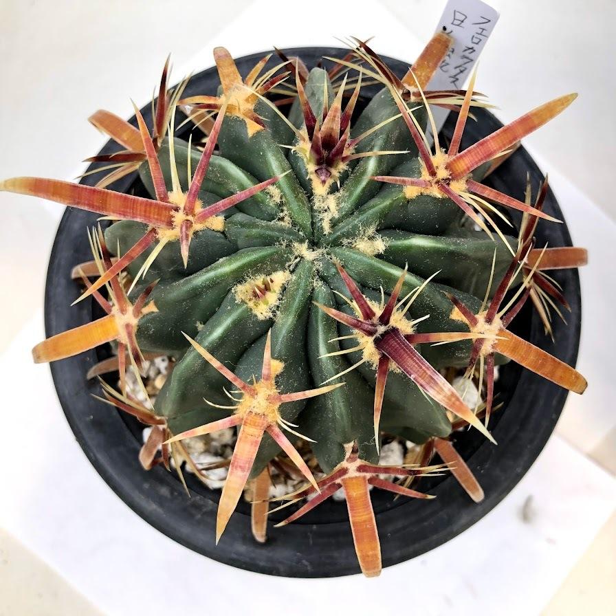 サボテン：フェロカクタス 日の出丸*幅10cm 現品！一品限り : 遊恵