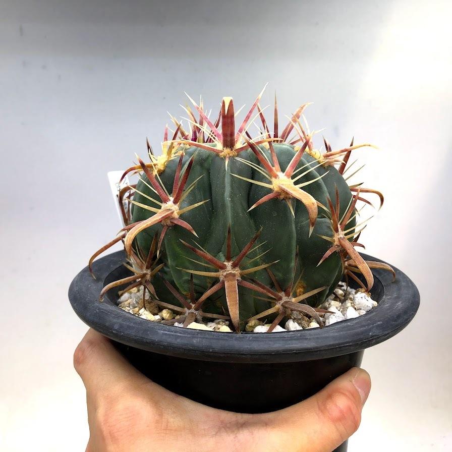 サボテン：フェロカクタス 日の出丸*幅10cm 現品！一品限り : 遊恵