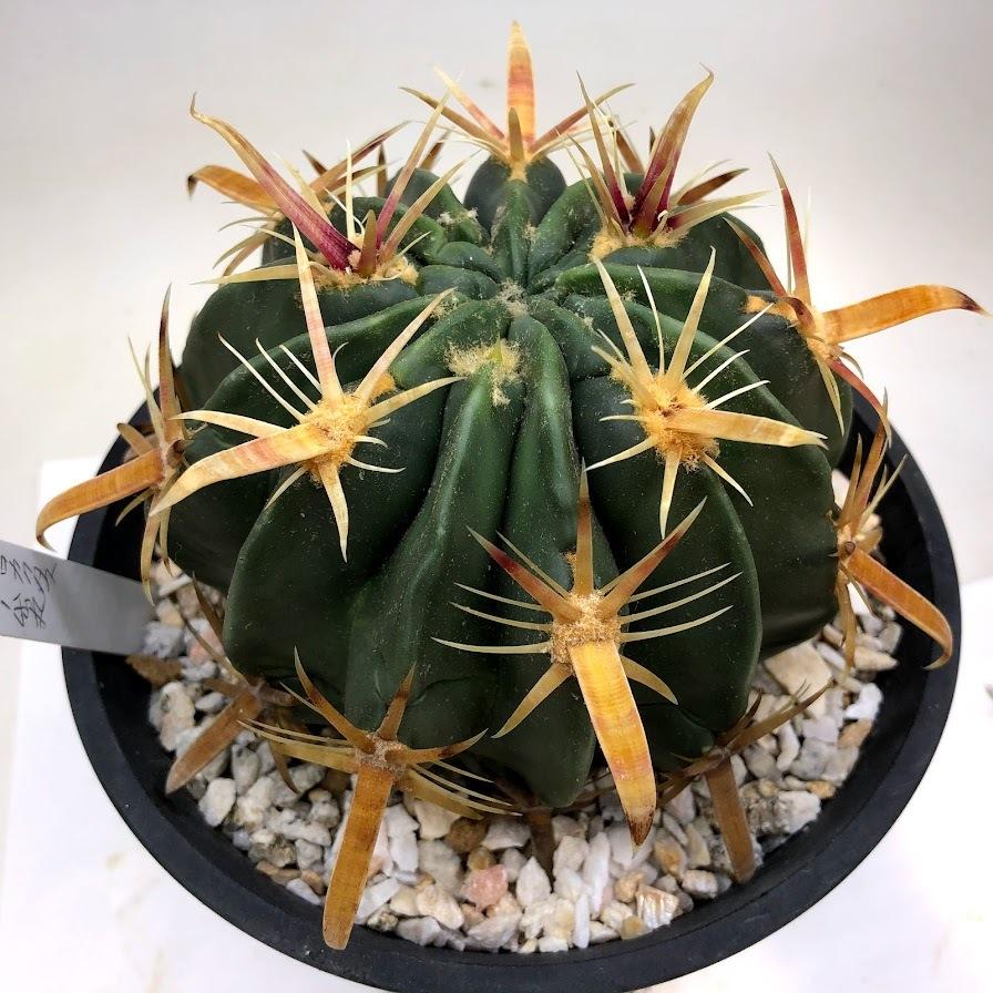 サボテン：フェロカクタス 日の出丸*幅11cm 現品！一品限り : 遊恵