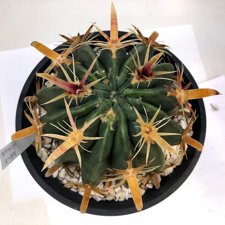 サボテン：フェロカクタス 日の出丸*幅11cm 現品！一品限り : 遊恵