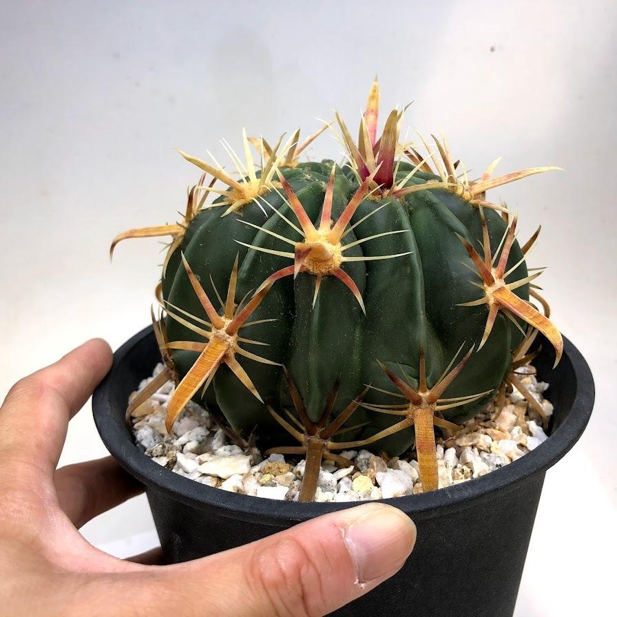 【極太棘・ワイルド】サボテン フェロカクタス 日の出丸（径12cm）氷点下経験 ダイソー産フェロカクタス・日の出丸の2年間の成長記録！ | もすレコ。