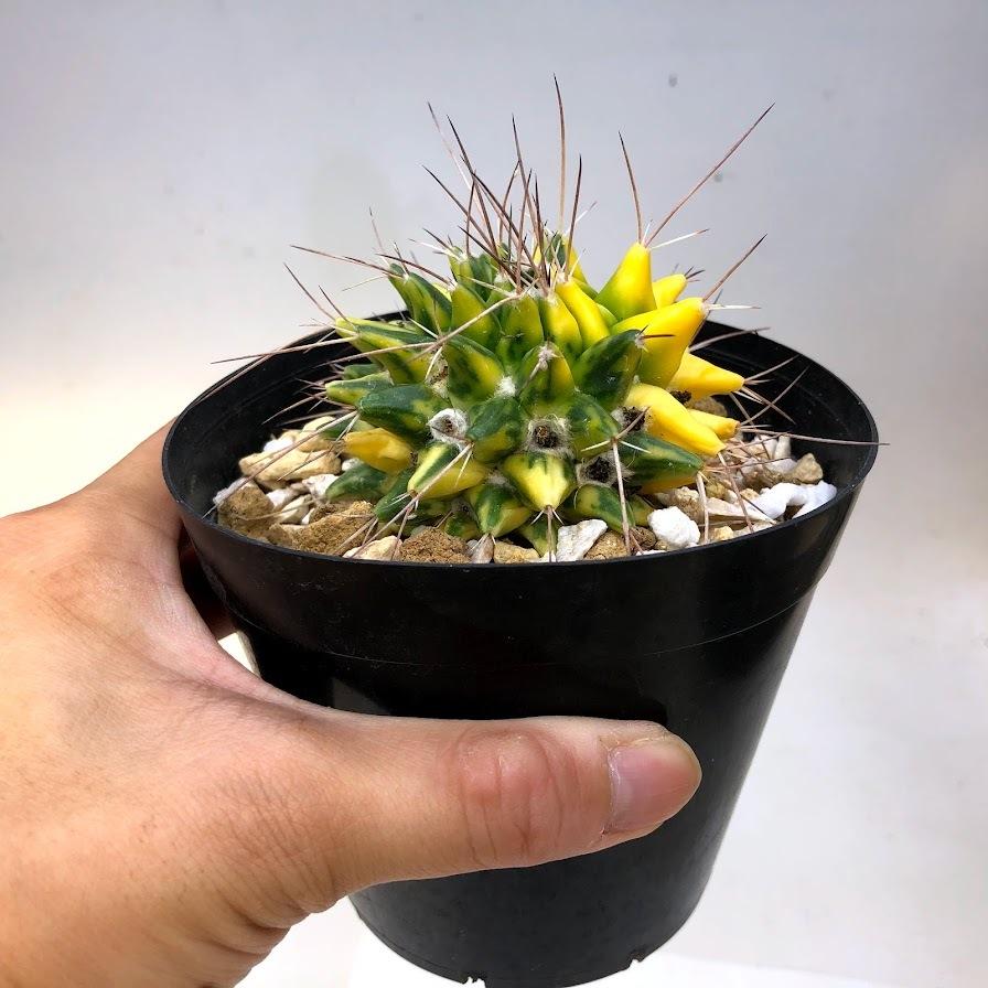 サボテン　マミラリア　ブカレンシス　8号鉢つき　群生株❗ サボテン マミラリア ブカレンシス 8号鉢つき 群生株❗