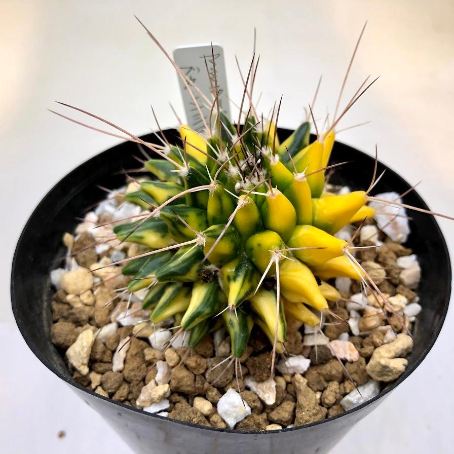 サボテン：マミラリア ブカレンシス錦*幅7cm 現品 一品限り