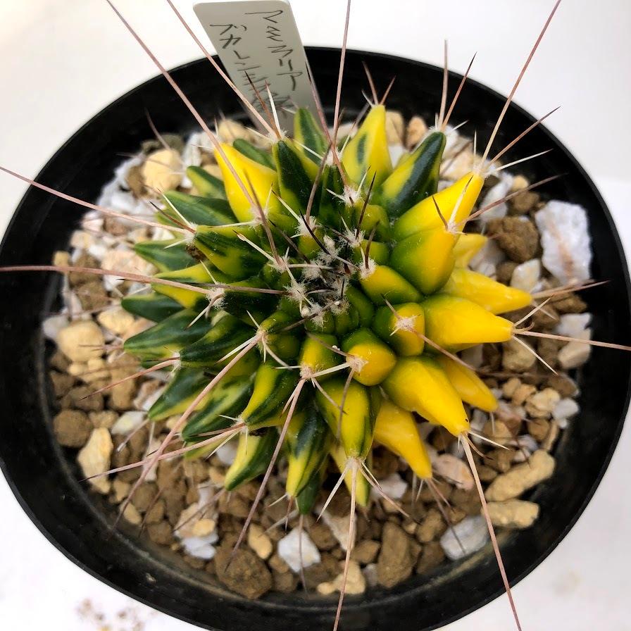 サボテン：マミラリア ブカレンシス錦*幅7cm 現品 一品限り : 遊恵