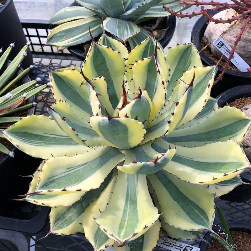 多肉植物:アガベ 吉祥冠錦 スーパークラウン*幅28cm 現品 多肉植物:アガベ 吉祥冠錦 スーパークラウン*幅28cm 現品