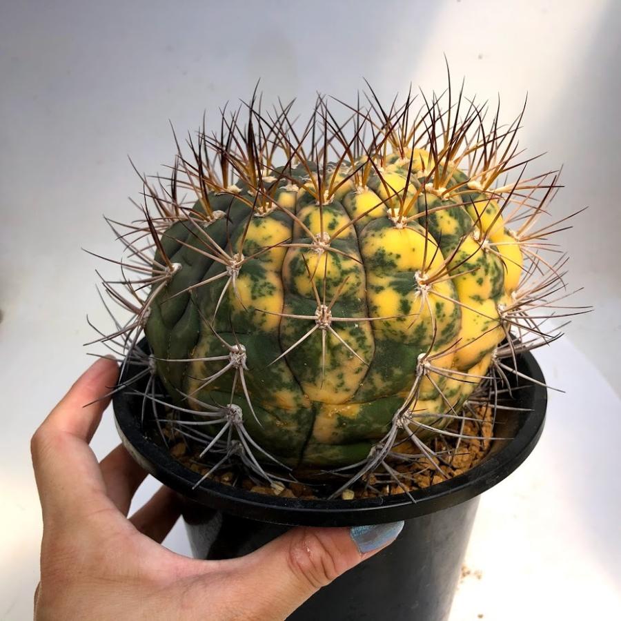 サボテン：ギムノカリキウム 尾形丸錦*幅13cm 現品！一品限り : 遊恵