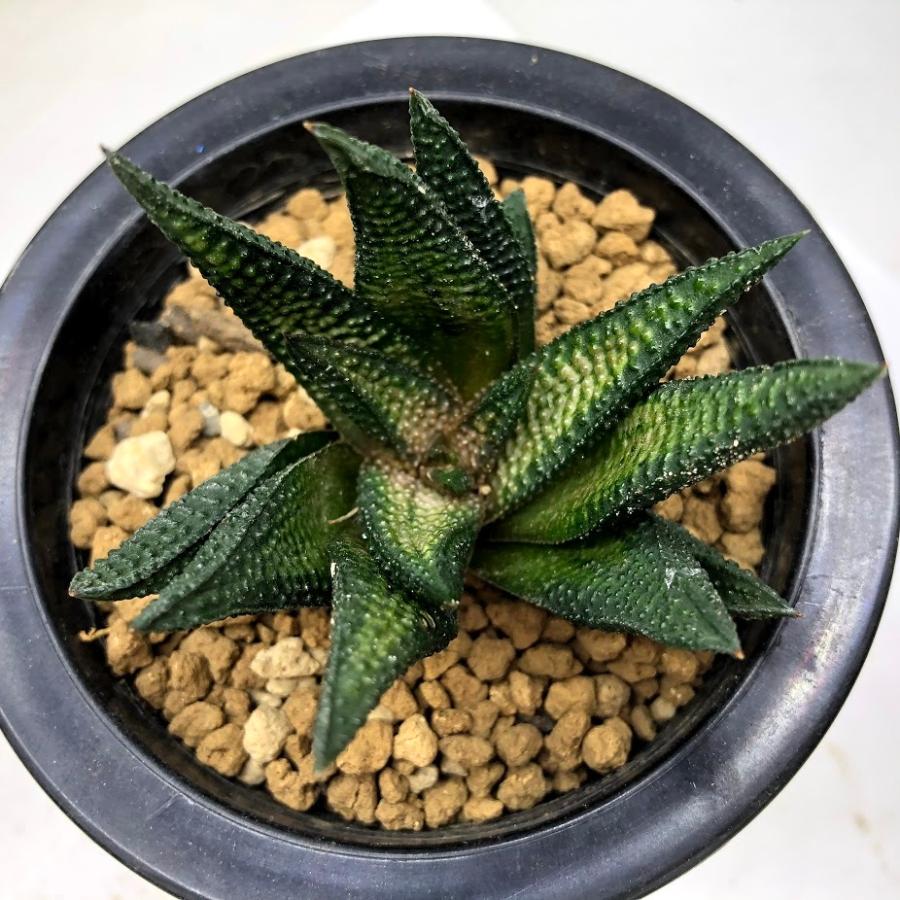 多肉植物:硬葉ハオルチアhyb.*幅7cm : 遊恵盆栽 Yahoo!店 多肉植物:硬葉ハオルチアhyb.*幅7cm : 遊恵盆栽 Yahoo!店