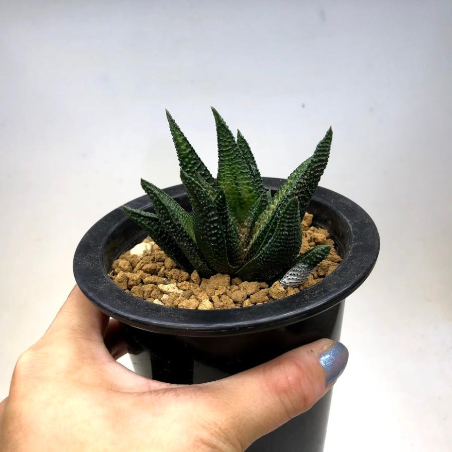 多肉植物:硬葉ハオルチアhyb.*幅7cm : 遊恵盆栽 Yahoo!店 多肉植物:硬葉ハオルチアhyb.*幅7cm : 遊恵盆栽 Yahoo!店