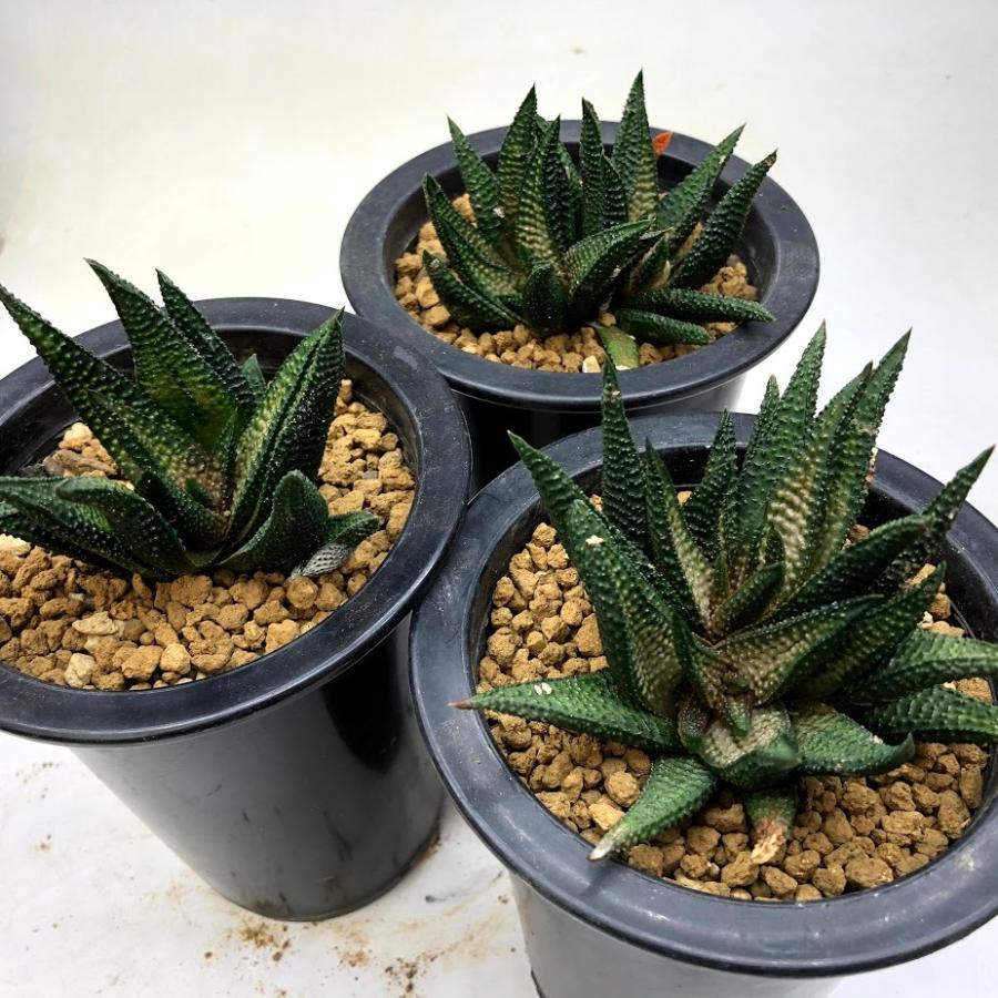 多肉植物:硬葉ハオルチアhyb.*幅7cm : 遊恵盆栽 Yahoo!店 多肉植物:硬葉ハオルチアhyb.*幅7cm : 遊恵盆栽 Yahoo!店