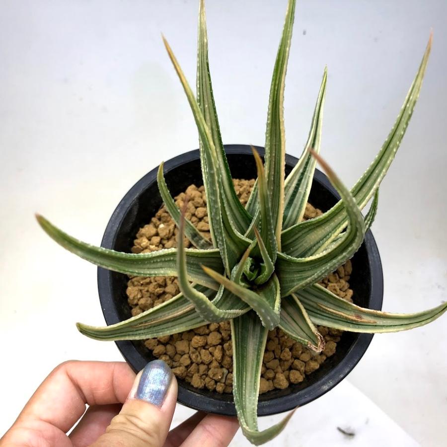 多肉植物：斑入り 硬葉ハオルチア*幅12cm : 遊恵盆栽 Yahoo!店