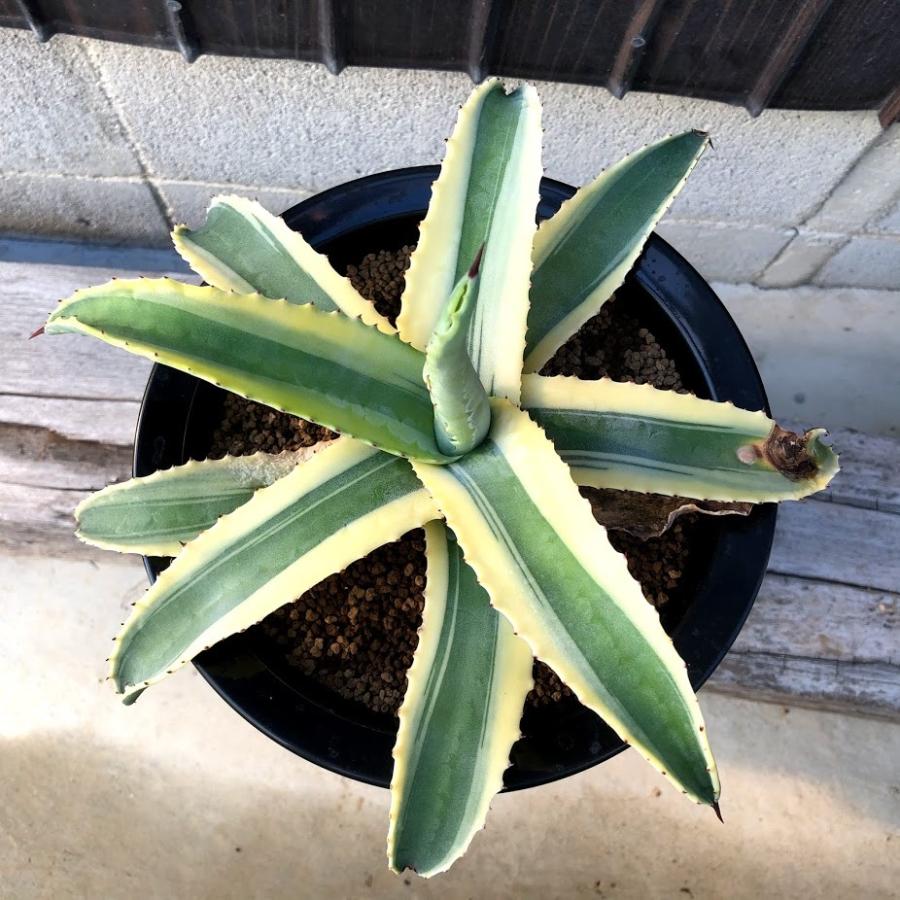 アガベ　美株　アメリカーナ　コーネリウス Americana Cornelius] A variety that is perfect for planting