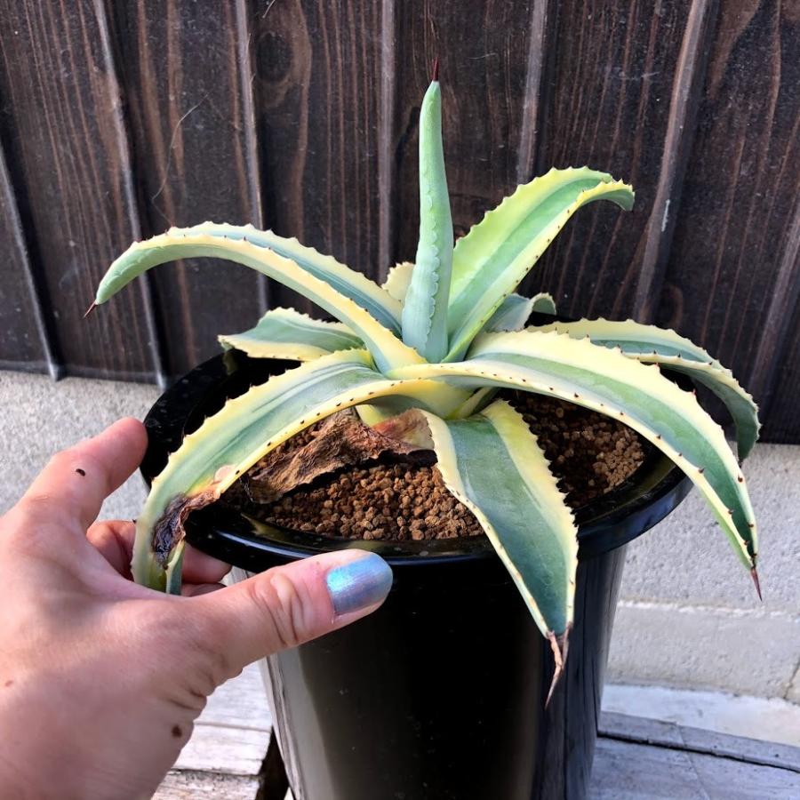 アガベ　美株　アメリカーナ　コーネリウス Americana Cornelius] A variety that is perfect for planting