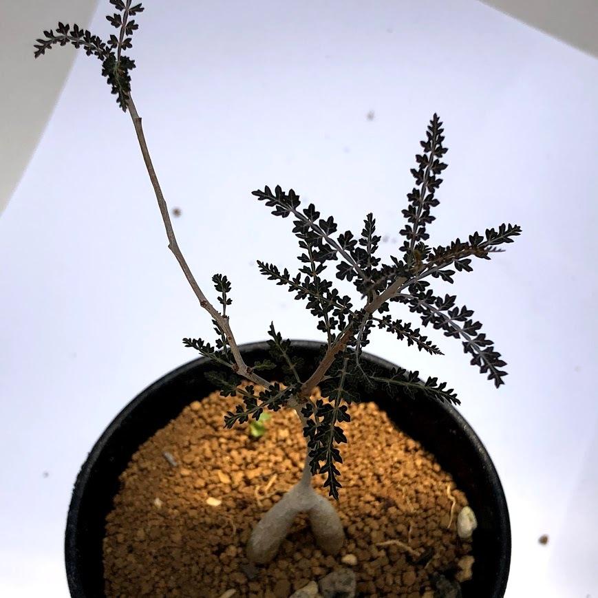 コーデックス：ボスウェリア ソコトラナ*幅8cm 現品 一品限り