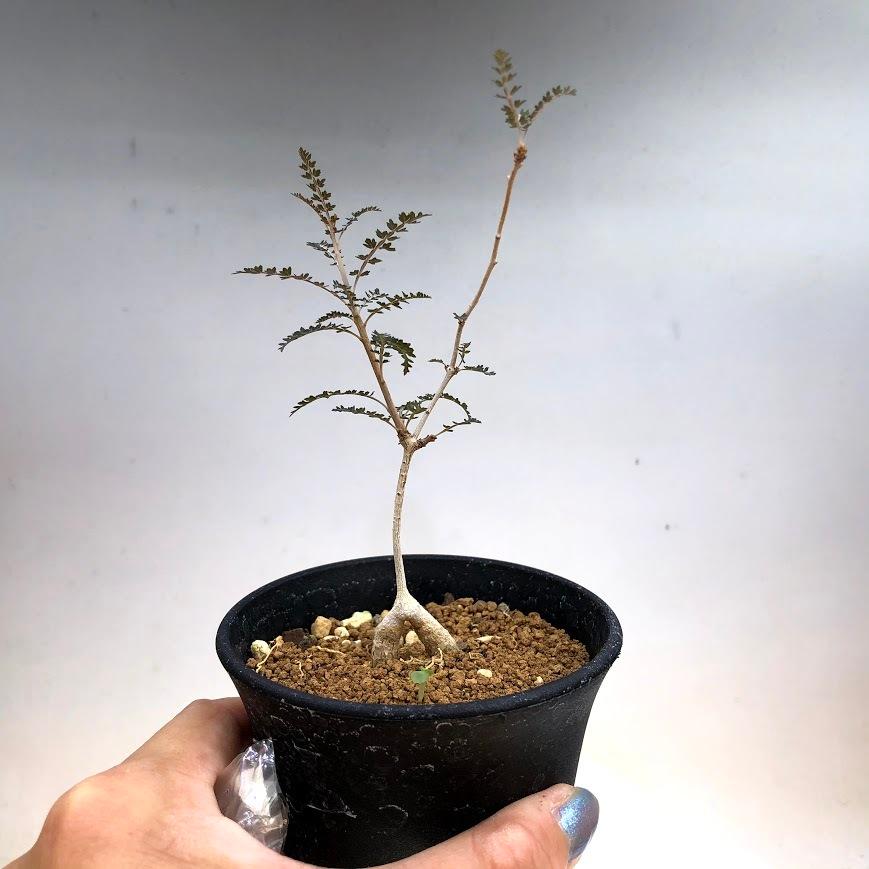 コーデックス：ボスウェリア ソコトラナ*幅8cm 現品 一品限り