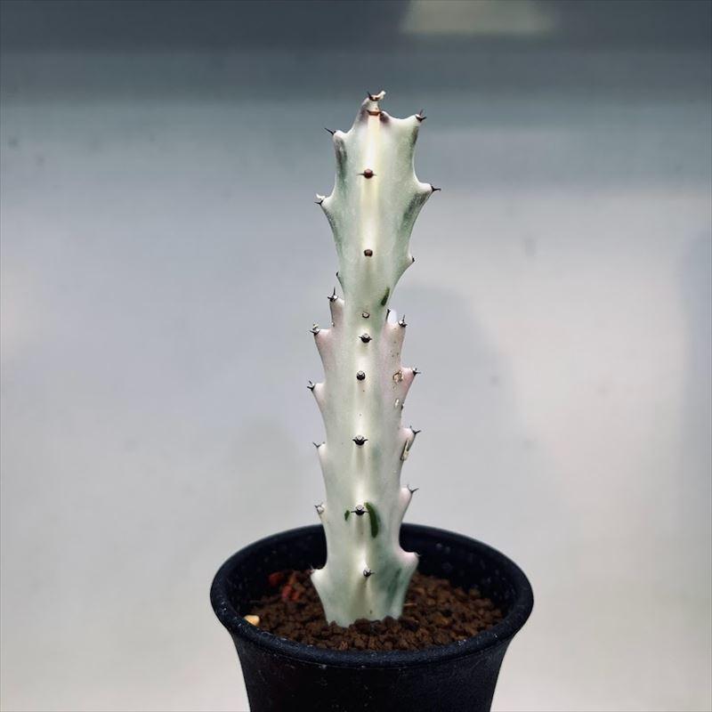 多肉植物：ユーフォルビア ホワイトゴースト*S 幅2cm : 遊恵盆栽