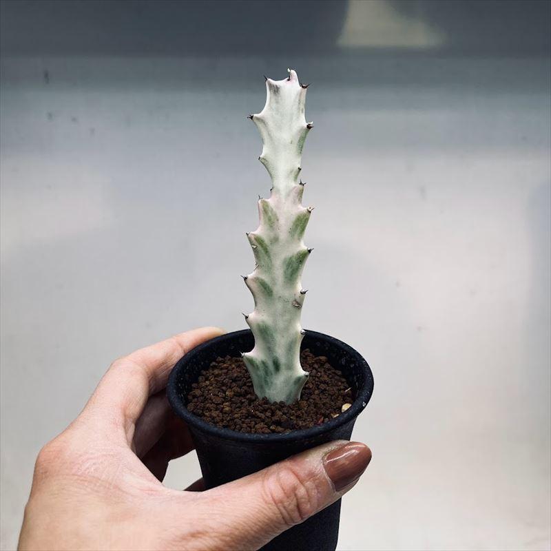 ②現品販売です。サボテン・ホワイトゴースト 植物販売】兵庫県宝塚市㈱陽春園植物場ネット通販 ユーフォルビア