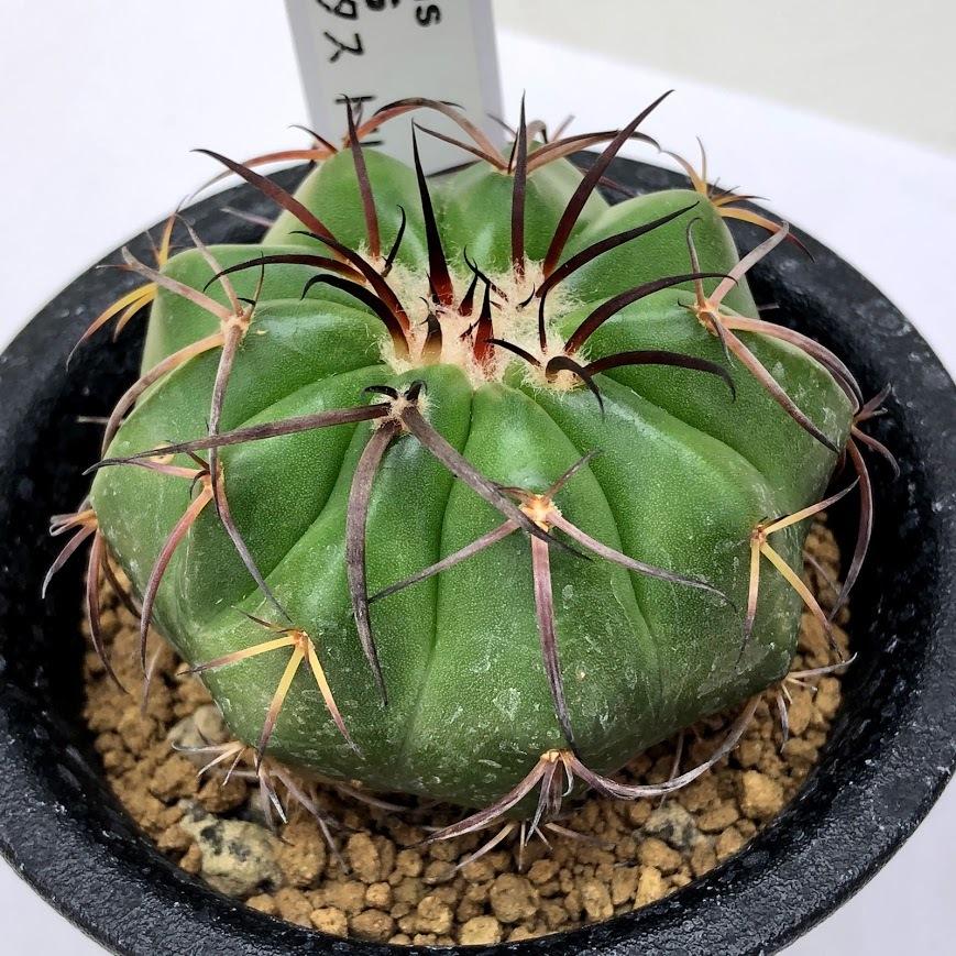 サボテン：ディスコカクタス トリコルニス 実生*幅5cm 現品！一品