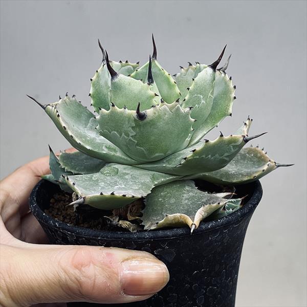 多肉植物：アガベ ポタトルム コンパクタ*幅10cm : 遊恵盆栽 Yahoo