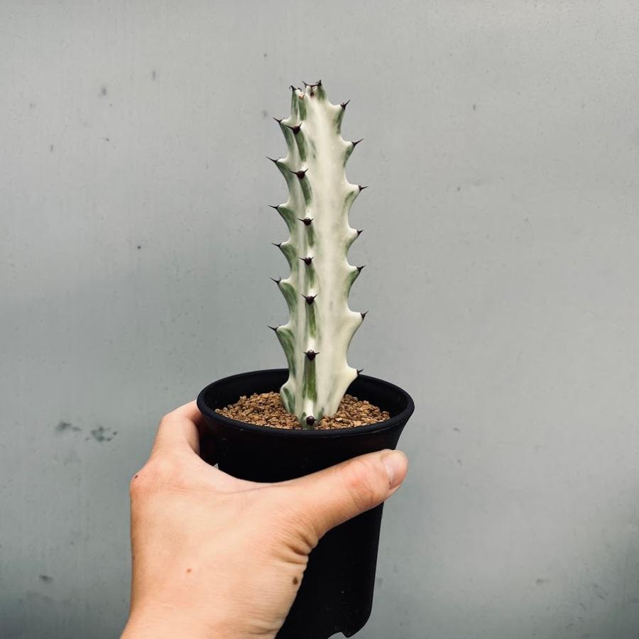 多肉植物:ユーフォルビア ホワイトゴースト*M 幅3cm : 遊恵 多肉植物:ユーフォルビア ホワイトゴースト*M 幅3cm : 遊恵
