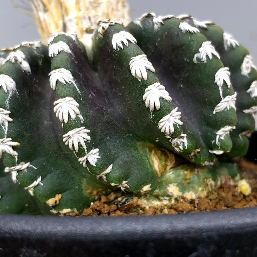 サボテン：ディスコカクタス ホルスティ 実生*幅6.5cm 現品！一品