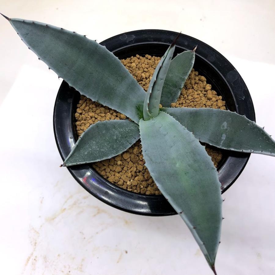 多肉植物：アガベ ギガンテンシス*幅15cm 現品！一品限り : 遊恵盆栽 