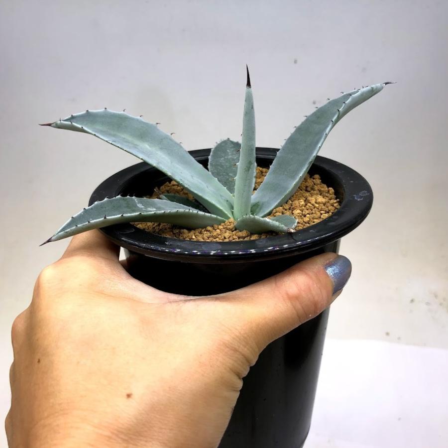 多肉植物：アガベ ギガンテンシス*幅15cm 現品！一品限り : 遊恵盆栽