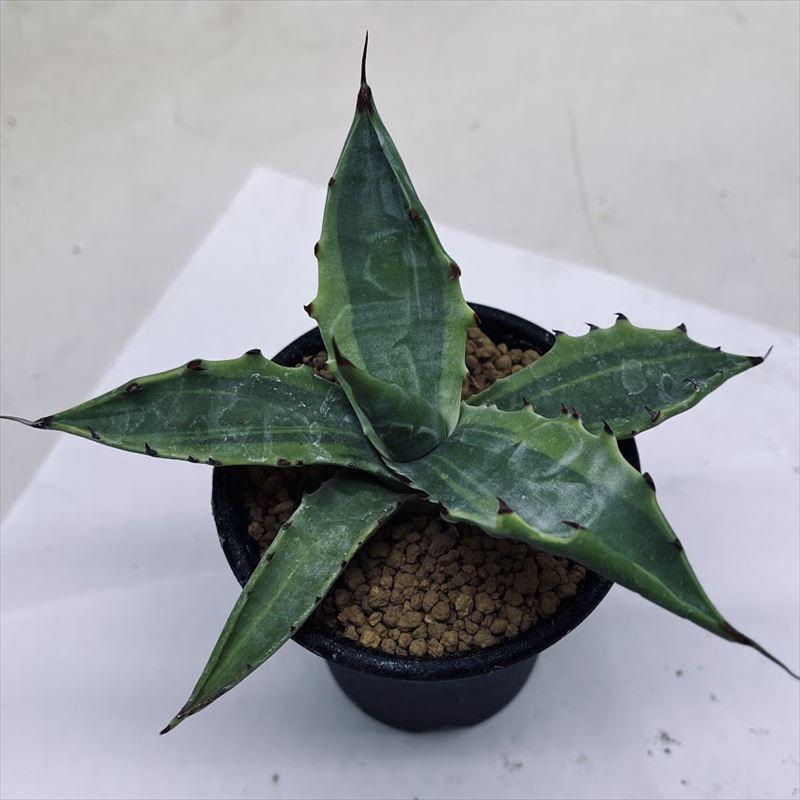 多肉植物：アガベ マルモラータ錦 覆輪*S 幅12cm : 遊恵盆栽 Yahoo