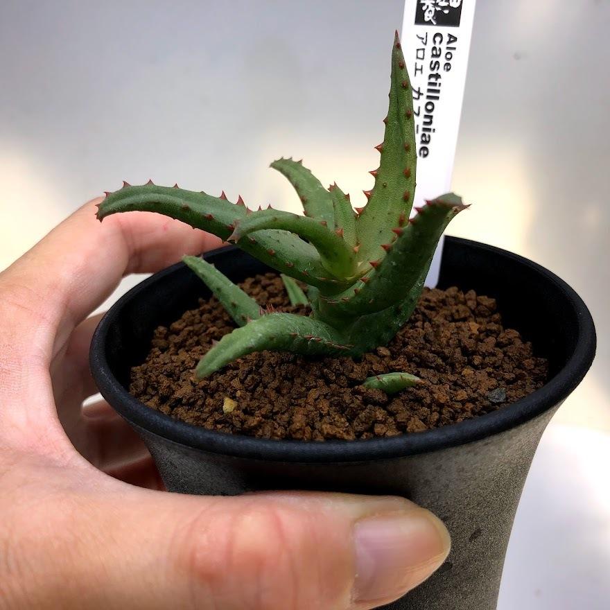 多肉植物：アロエ カスティロニアエ*幅8cm 現品！一品限り : 遊恵