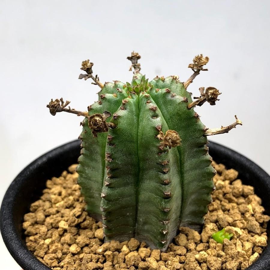 多肉植物:ユーフォルビアhyb.*幅3.5cm : 遊恵盆栽 Yahoo!店 多肉植物:ユーフォルビアhyb.*幅3.5cm : 遊恵盆栽 Yahoo!店