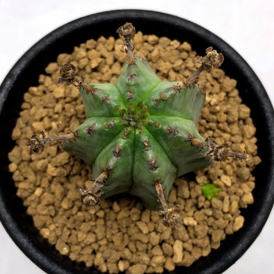 多肉植物:ユーフォルビアhyb.*幅3.5cm : 遊恵盆栽 Yahoo!店 多肉植物:ユーフォルビアhyb.*幅3.5cm : 遊恵盆栽 Yahoo!店