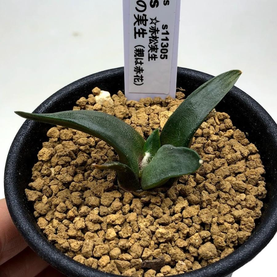 サボテン：アリオカルプス 三角牡丹（親は赤花）*幅5.5cm ☆赤松実生