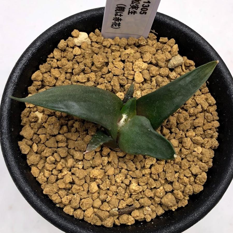 アリオカルプス　三角牡丹　国内実生　陶器鉢　サボテン　美株 サボテン：アリオカルプス 三角牡丹（親は赤花）*幅5.5cm ☆赤松実生