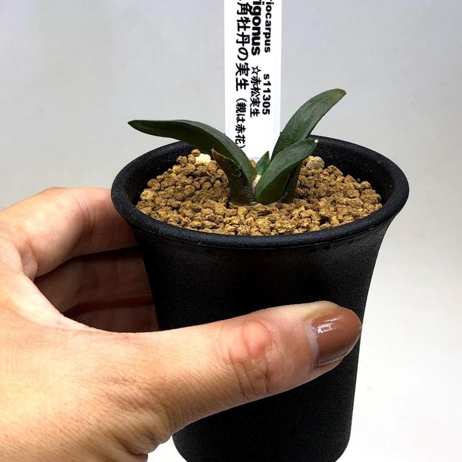 サボテン：アリオカルプス 三角牡丹（親は赤花）*幅5.5cm ☆赤松実生